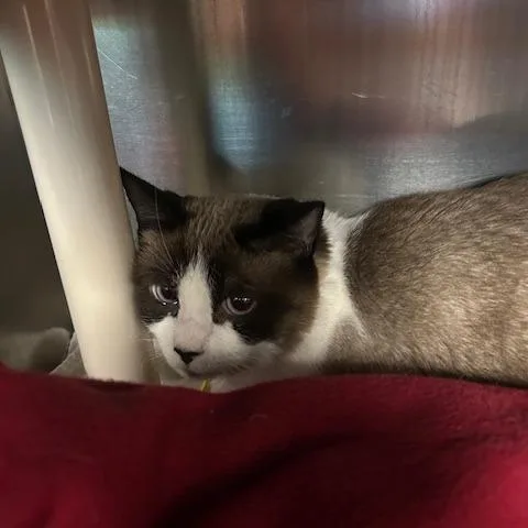 An adult large-sized female Brown / Chocolate Domestic Short Hair cat named Aurora for adoption in Springfield, MA