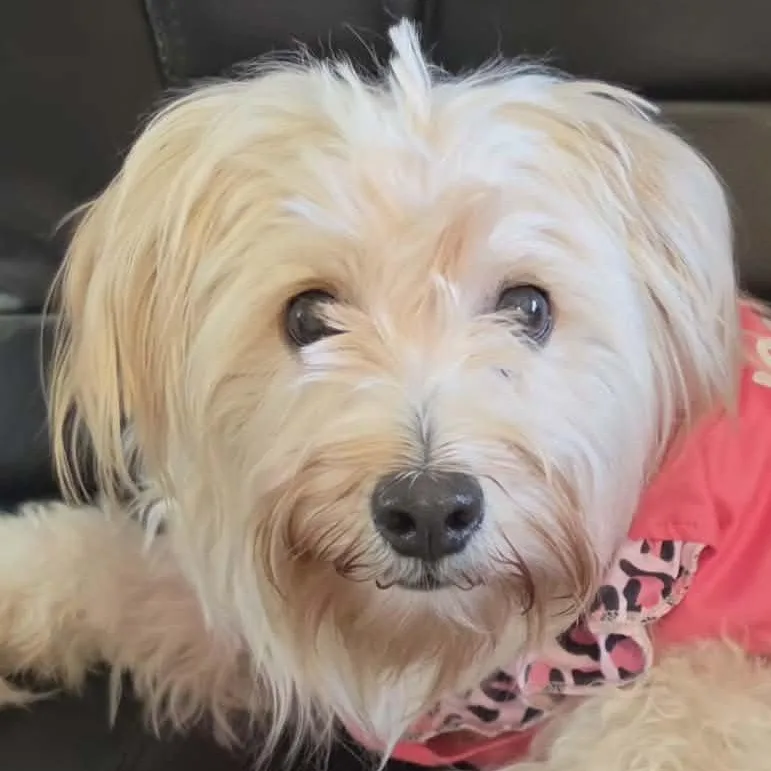 An adult small-sized female White / Cream West Highland White Terrier / Westie dog named Lily Jw for adoption in Austin, TX