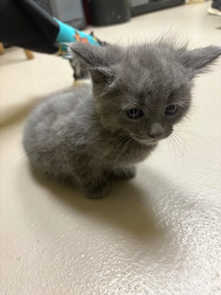 A baby small-sized male Domestic Short Hair cat named Bean for adoption in Crossville, TN