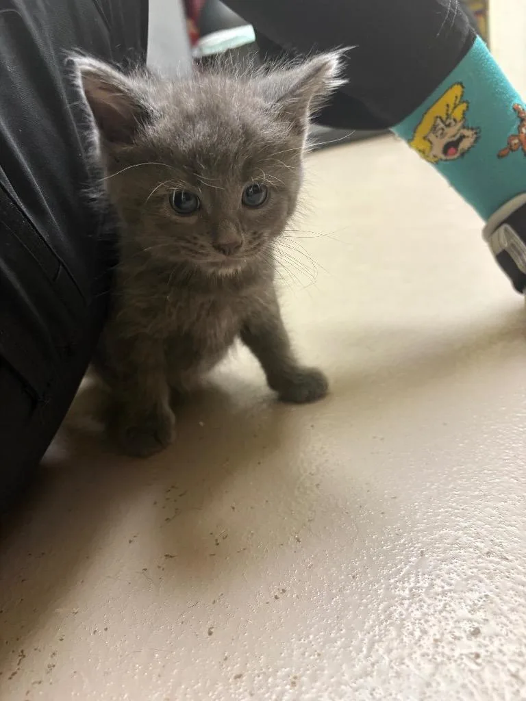 Bean thumbnail 2