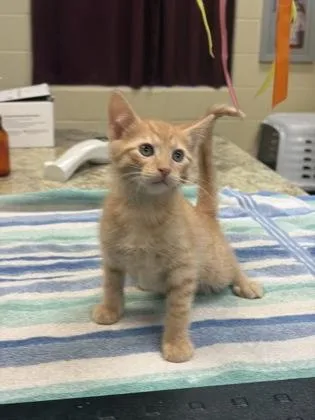 A baby small-sized male Domestic Short Hair cat named Doc for adoption in Independence, MO