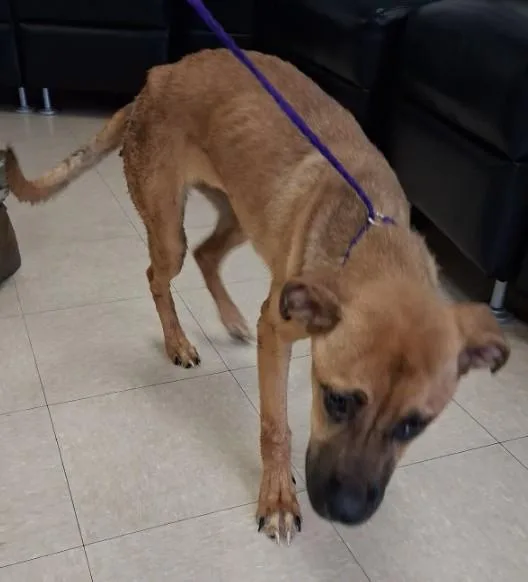 A baby medium-sized female German Shepherd Dog dog named Pup Tart for adoption in Killeen, TX