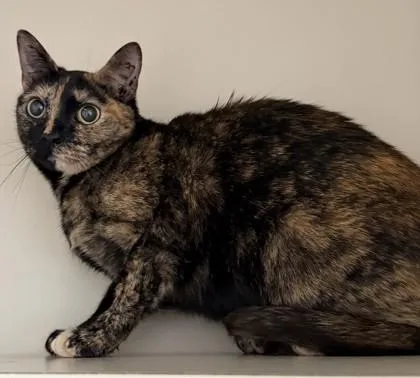 An adult medium-sized female Domestic Short Hair cat named Vicky for adoption in Fairfax, VA