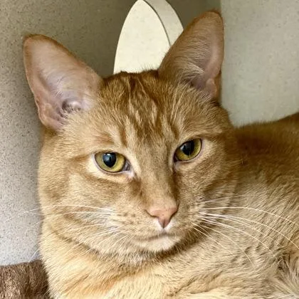 A young small-sized male Domestic Short Hair cat named Oraiste for adoption in Burlington, WA