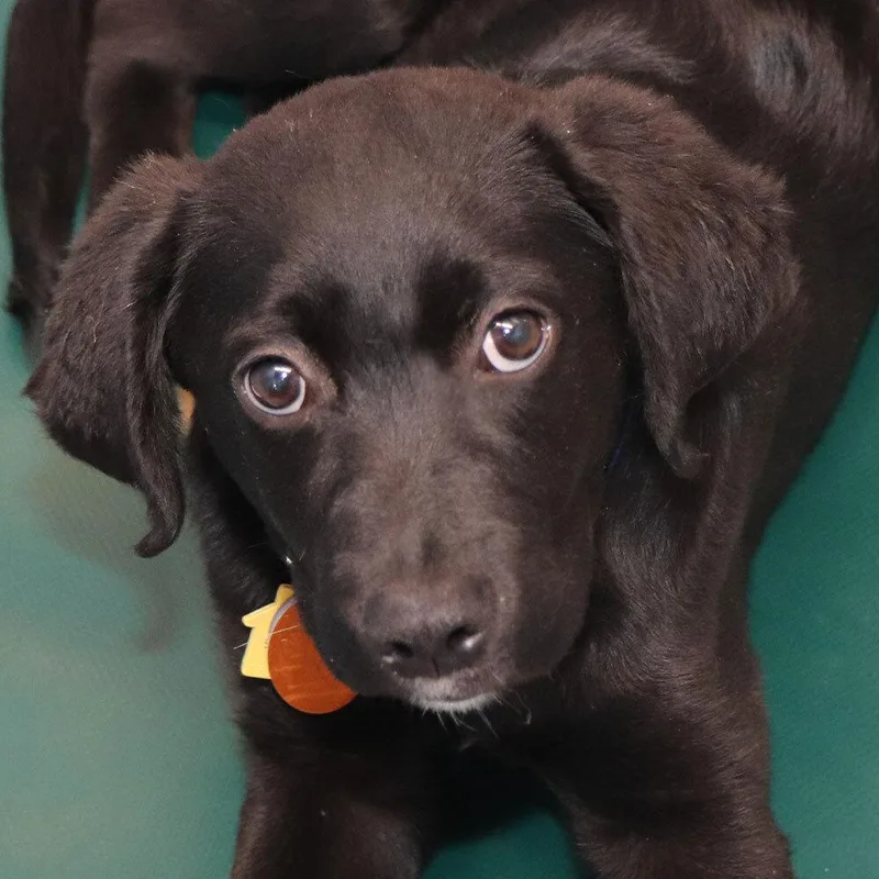 A baby small-sized male Tricolor (Brown, Black, & White) Mixed Breed dog named Angel for adoption in Port Washington, NY