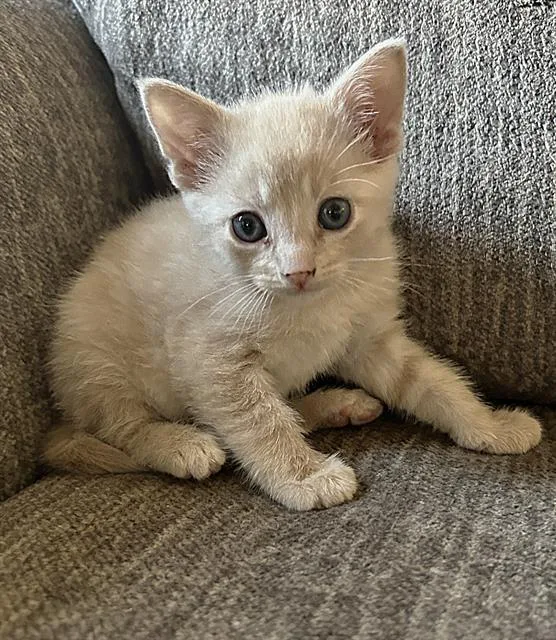 A baby small-sized male Domestic Short Hair cat named Sir Phillippe Bean The for adoption in Sacramento, CA