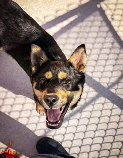 A young medium-sized male Mixed Breed dog named Rocky for adoption in Missoula, MT