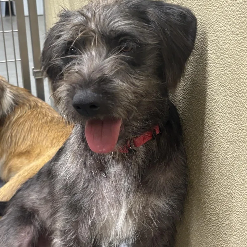 A young medium-sized female Gray / Blue / Silver Terrier dog named Riley for adoption in Lenoir, NC
