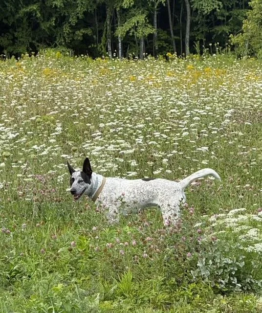 A young medium-sized male Australian Cattle Dog / Blue Heeler dog named Banjo Local Sweet for adoption in Andover, MA
