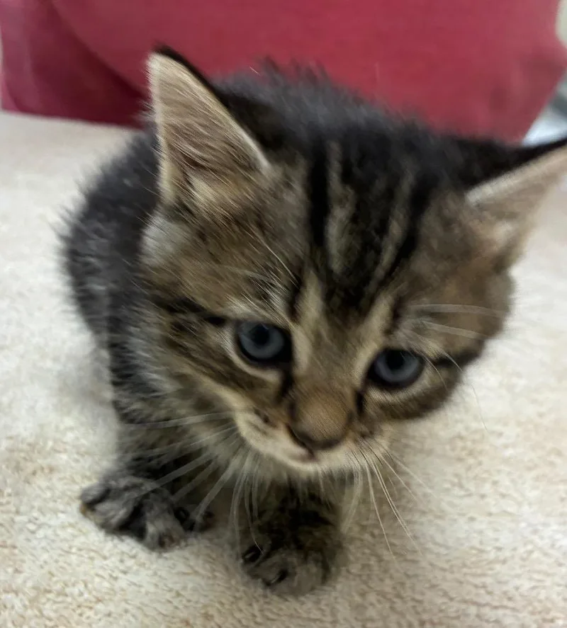 A baby small-sized female Domestic Short Hair cat named Beanie for adoption in Christiansburg, VA