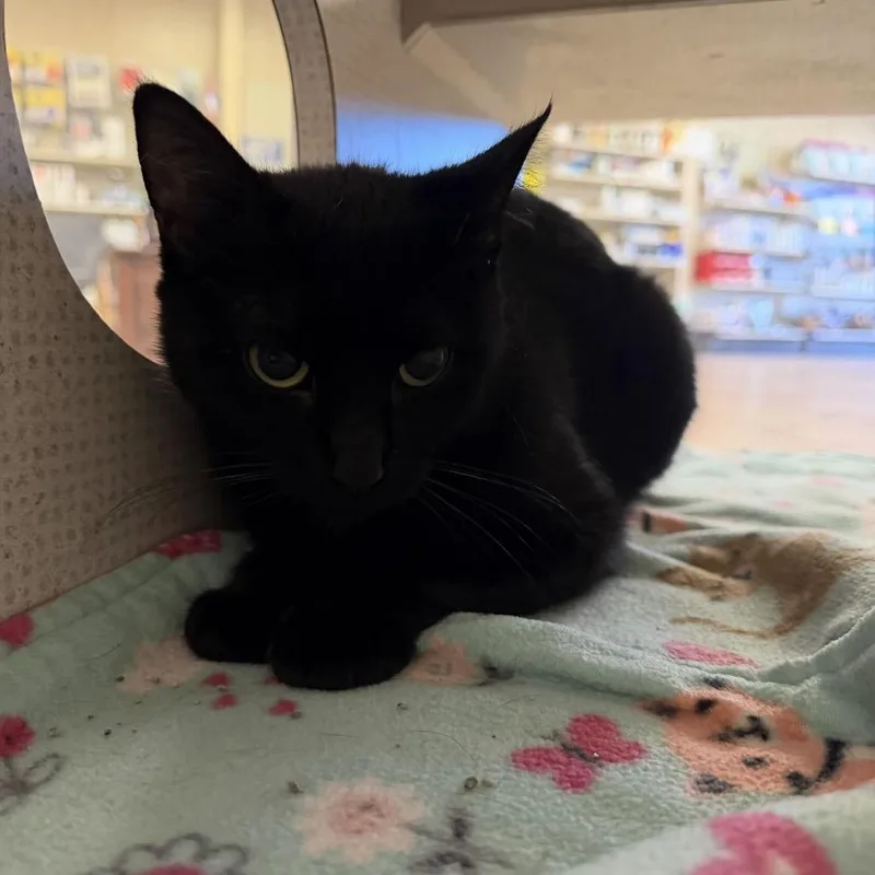 An adult medium-sized female Black Domestic Short Hair cat named Coffee for adoption in Buffalo, MN