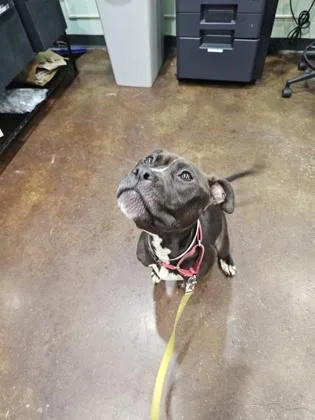 An adult large-sized male Mixed Breed dog named Kapone for adoption in Cincinnati, OH