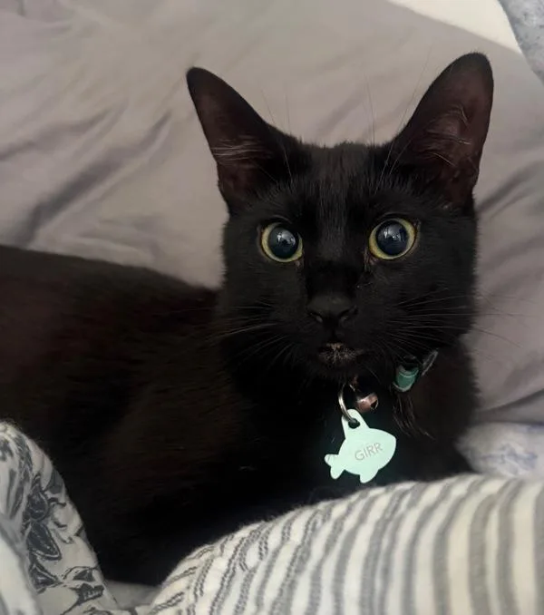 A young medium-sized male Domestic Short Hair cat named Girr for adoption in Staten Island, NY
