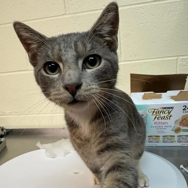 A young medium-sized male Gray / Blue / Silver Domestic Short Hair cat named Cloud for adoption in Newark, NJ