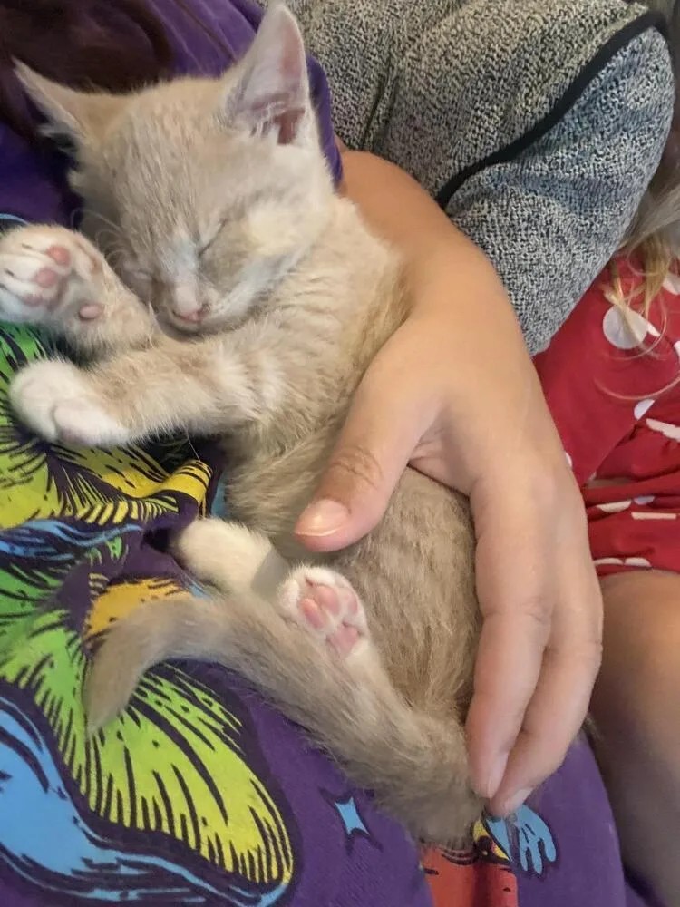 A baby small-sized male Domestic Short Hair cat named Saja for adoption in Cary, NC