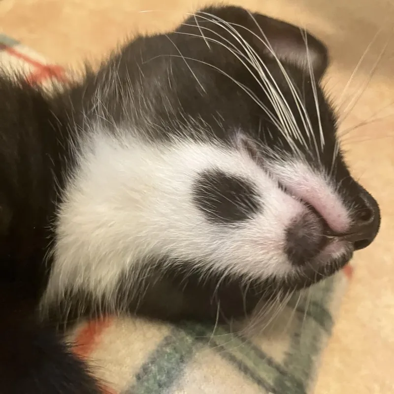A baby small-sized male Black Domestic Short Hair cat named Leonard for adoption in Los Angeles, CA