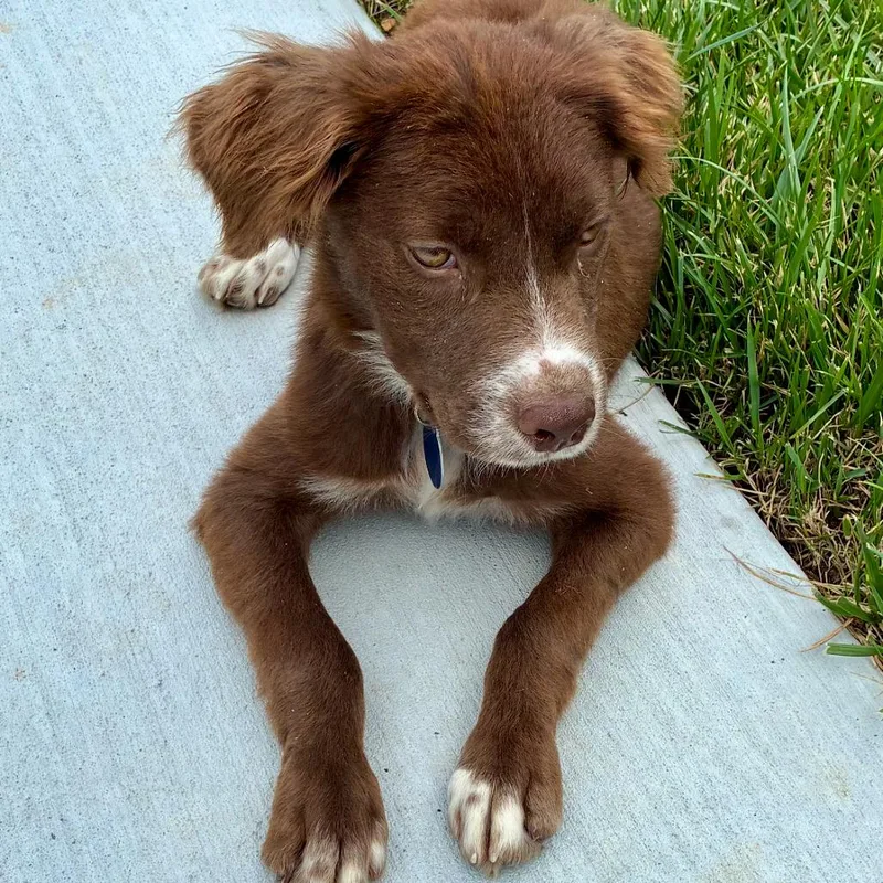 A baby small-sized male Brown / Chocolate Mixed Breed dog named Dawson for adoption in Centerville, TN