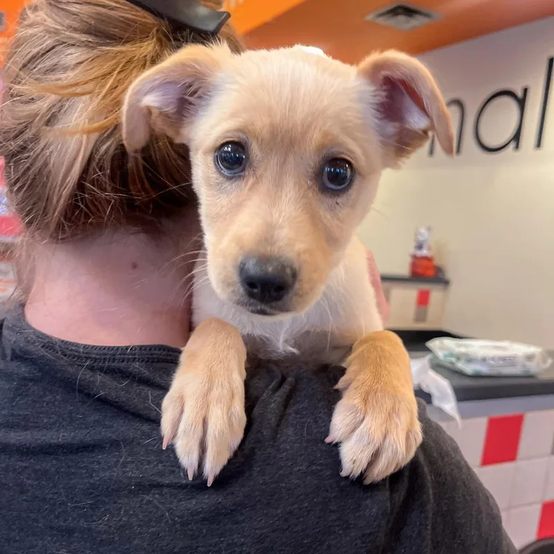 A baby small-sized female White / Cream Labrador Retriever dog named Full Moon for adoption in Albuquerque, NM