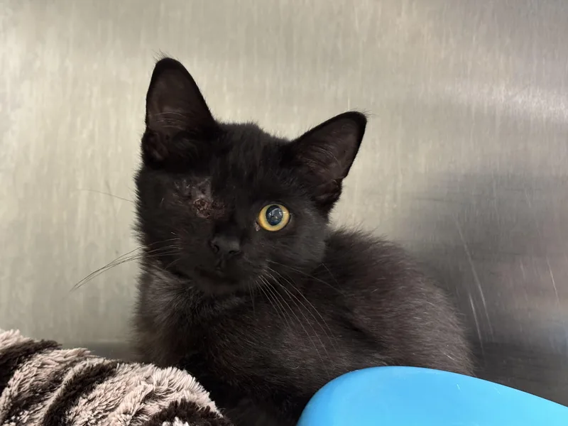 A baby medium-sized male Domestic Short Hair cat named Captain Marco for adoption in Danville, IN