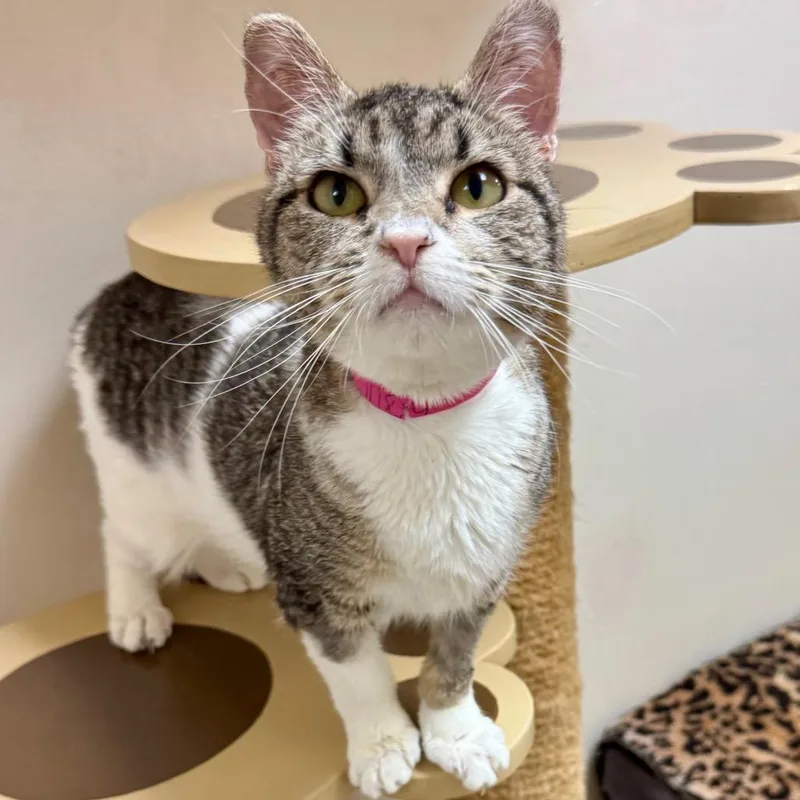 A young medium-sized female Brown / Chocolate British Shorthair cat named Harlequin for adoption in Lakeland, FL