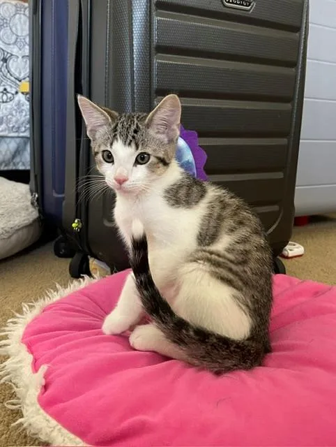 A baby small-sized male Domestic Short Hair cat named Goose for adoption in Tustin, CA