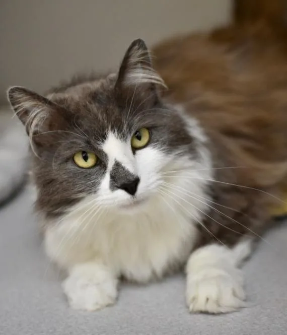 An adult medium-sized female Gray / Blue / Silver Domestic Long Hair cat named Fluffy Nube for adoption in Marietta, GA