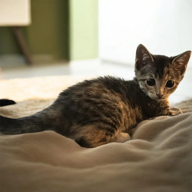 A baby small-sized female Calico Domestic Short Hair cat named Cali for adoption in Tulsa, OK
