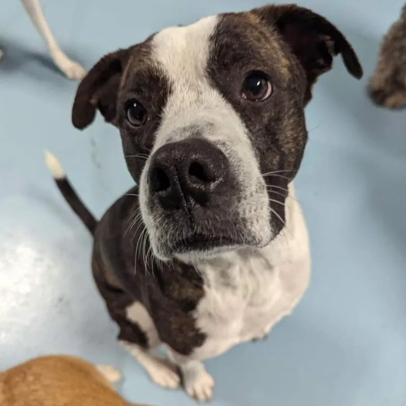 An adult medium-sized male Terrier dog named Louie for adoption in Wharton, TX