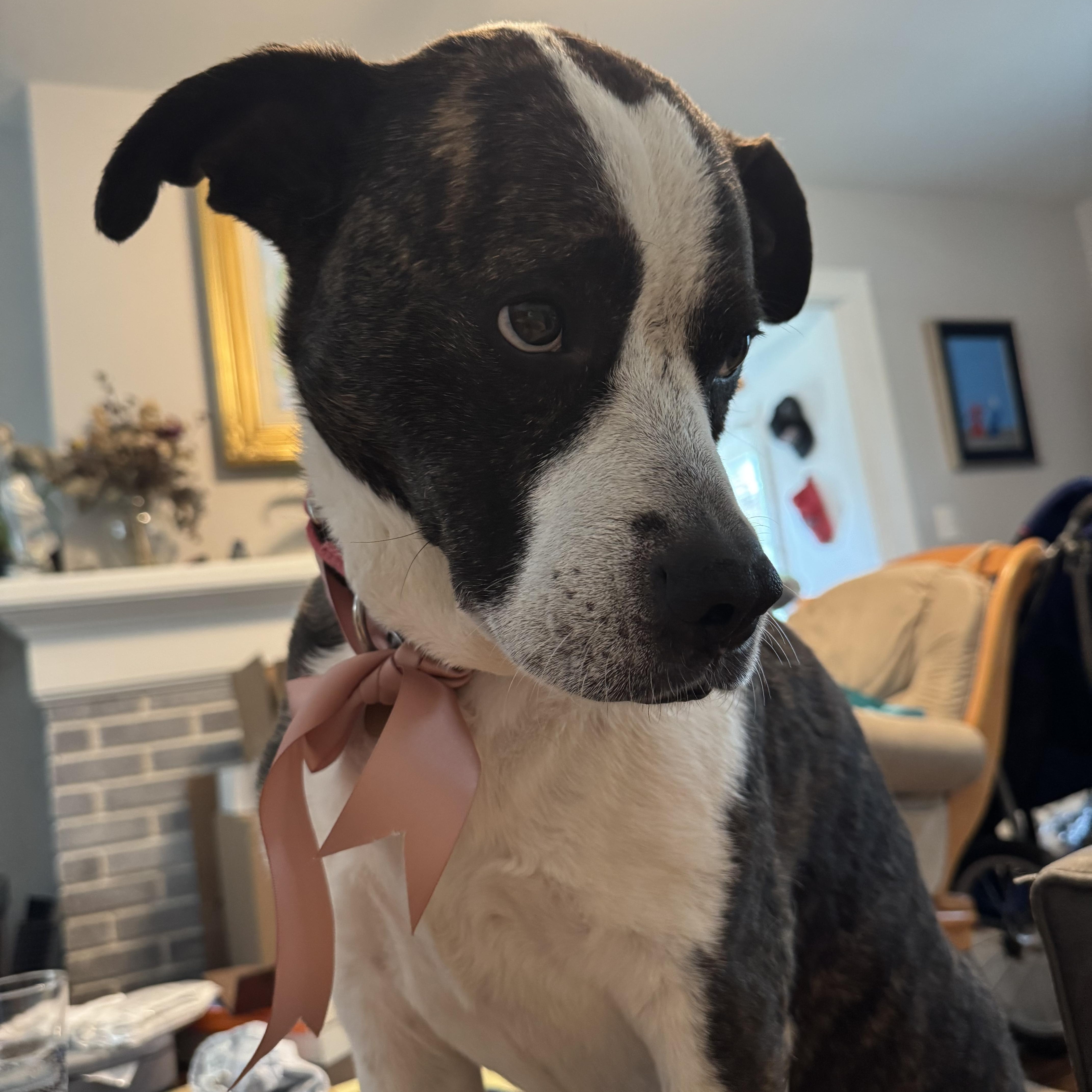 Louie thumbnail 2