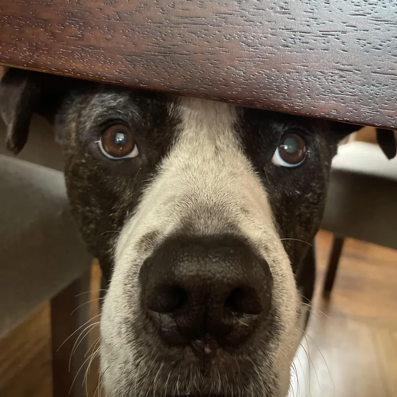 Louie thumbnail 3