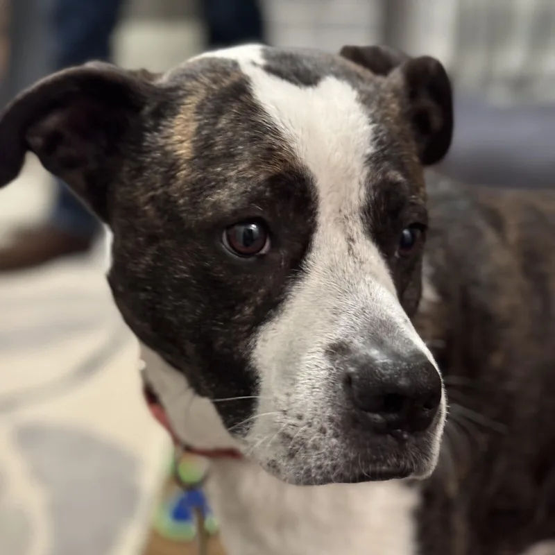 Louie thumbnail 4