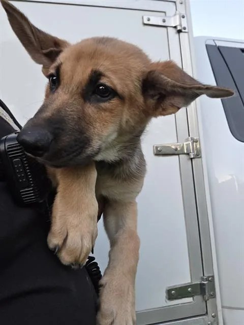 A baby medium-sized male German Shepherd Dog dog named Austin for adoption in San Antonio, TX