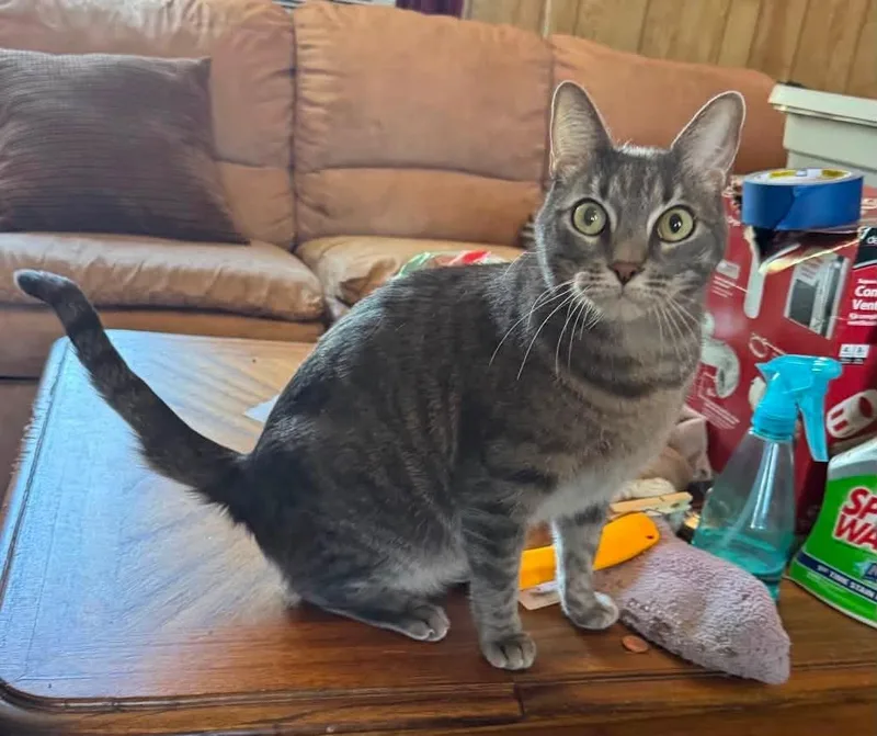 An adult medium-sized male Domestic Short Hair cat named Bobby for adoption in Williamsburg, NM