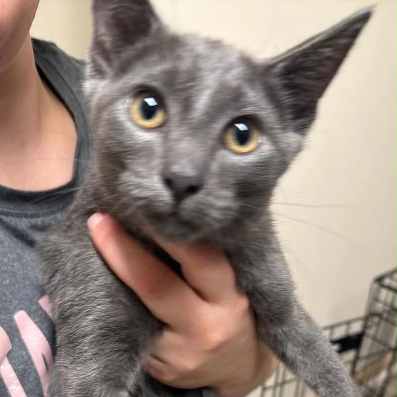 A baby small-sized male Gray / Blue / Silver Domestic Short Hair cat named Cubby for adoption in Pasadena , MD