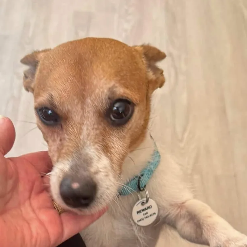 An adult small-sized male Jack Russell Terrier dog named Jack for adoption in Severn, MD