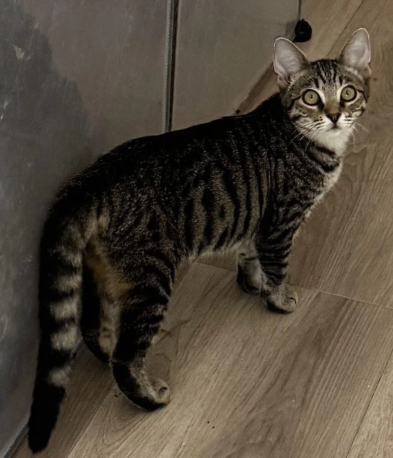 A young medium-sized female Domestic Short Hair cat named Pipsqueak for adoption in Seal Beach, CA