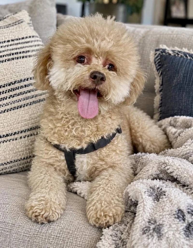 Bailey Boy