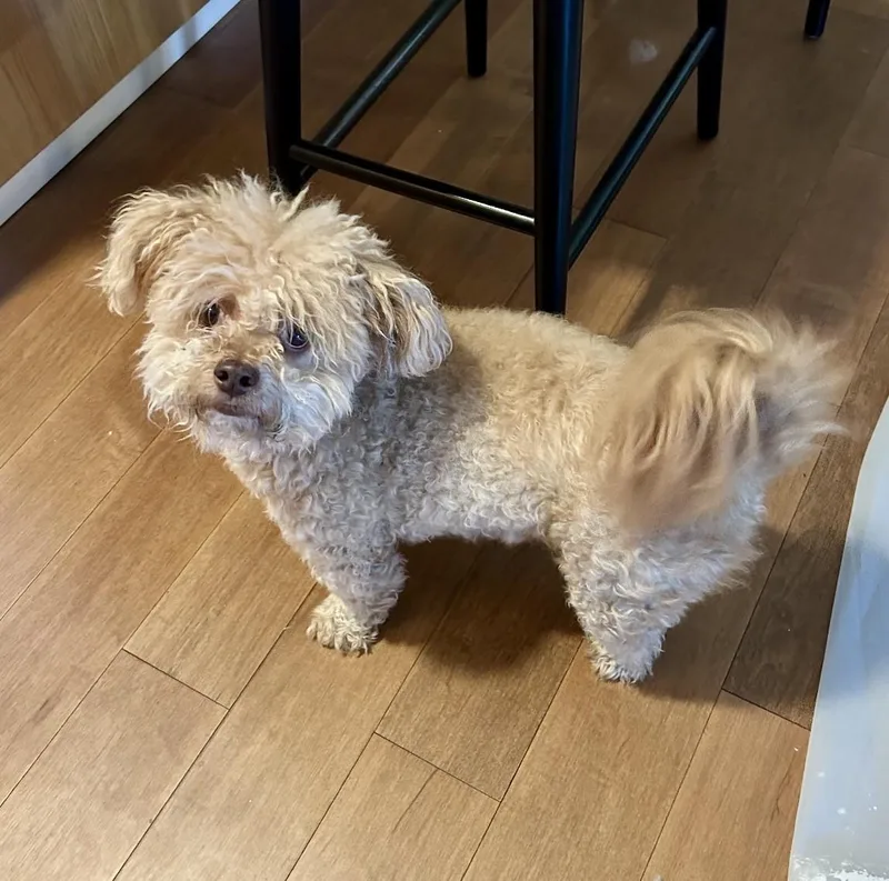 Bailey Boy thumbnail 2