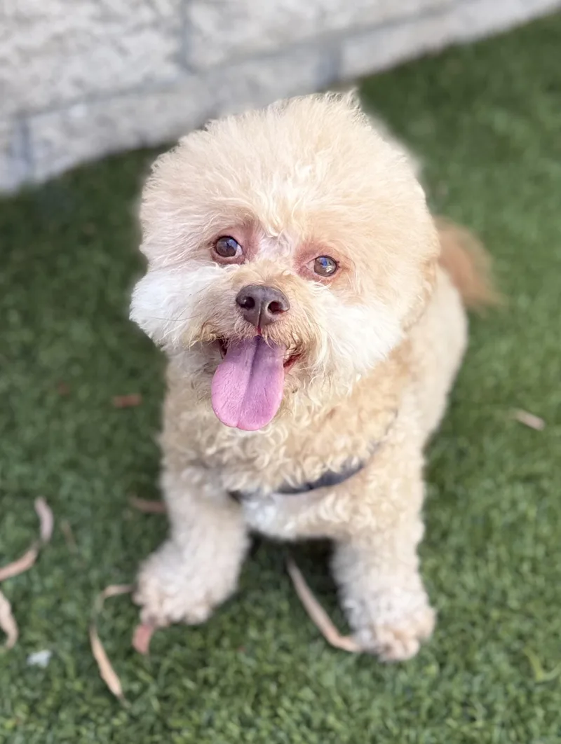Bailey Boy thumbnail 3