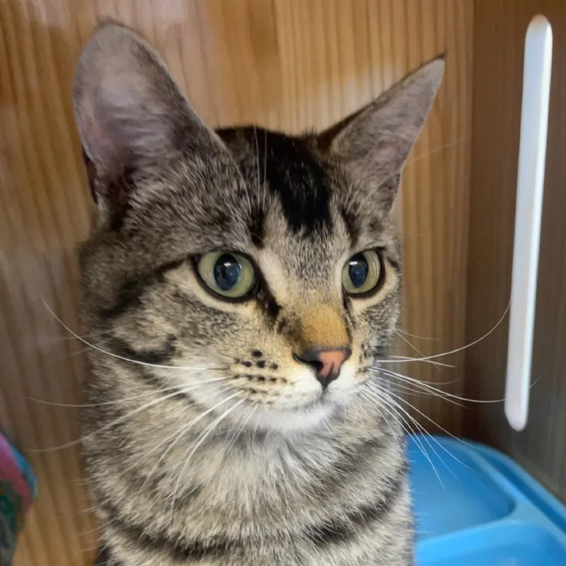An adult medium-sized male Tabby (Brown / Chocolate) Domestic Short Hair cat named Feldspar for adoption in Torrey, UT