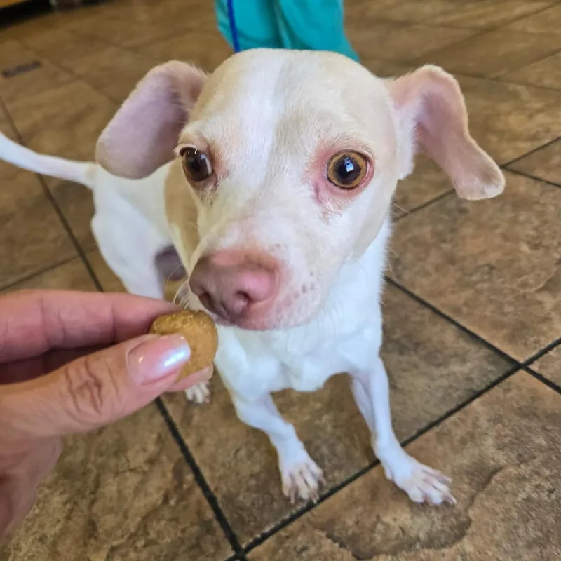 An adult small-sized male White / Cream Chihuahua dog named Pluto for adoption in Las Vegas, NV
