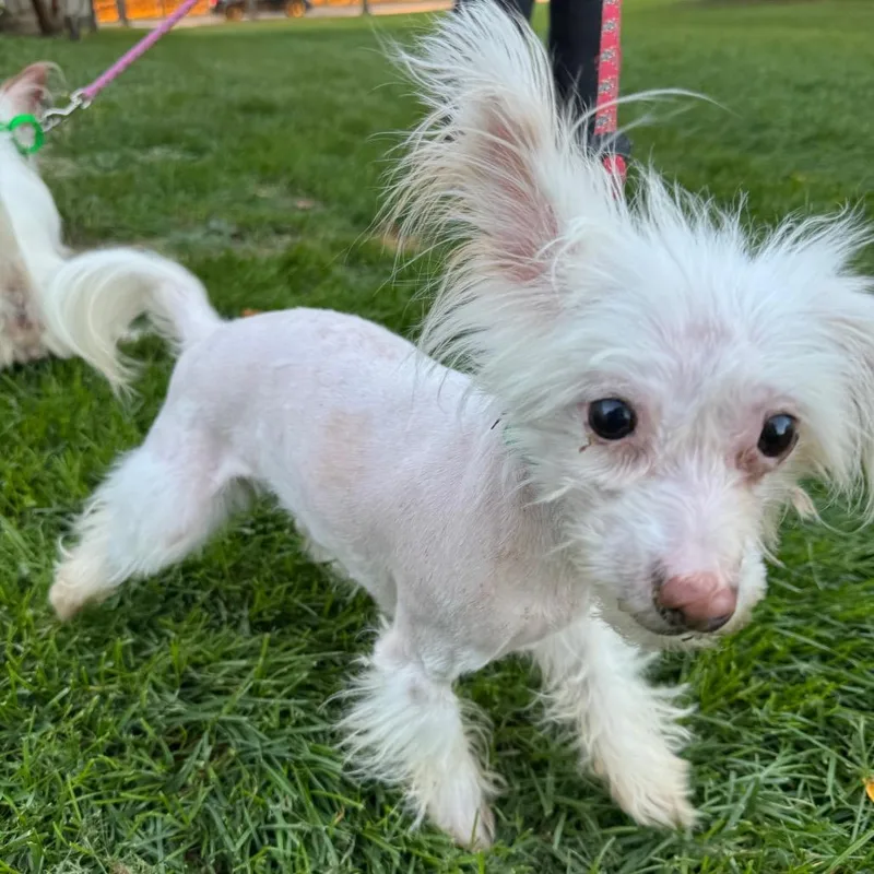 An adult small-sized female Mixed Breed dog named Paloma  bonded with for adoption in Naperville, IL