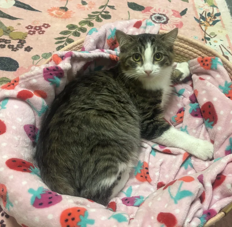 Sweet Pea thumbnail 2