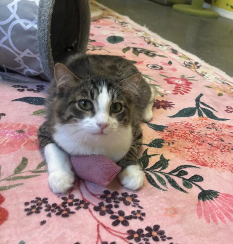 Sweet Pea thumbnail 3