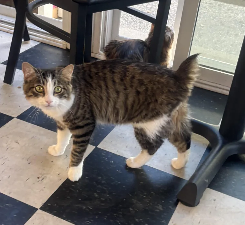 Sweet Pea thumbnail 4