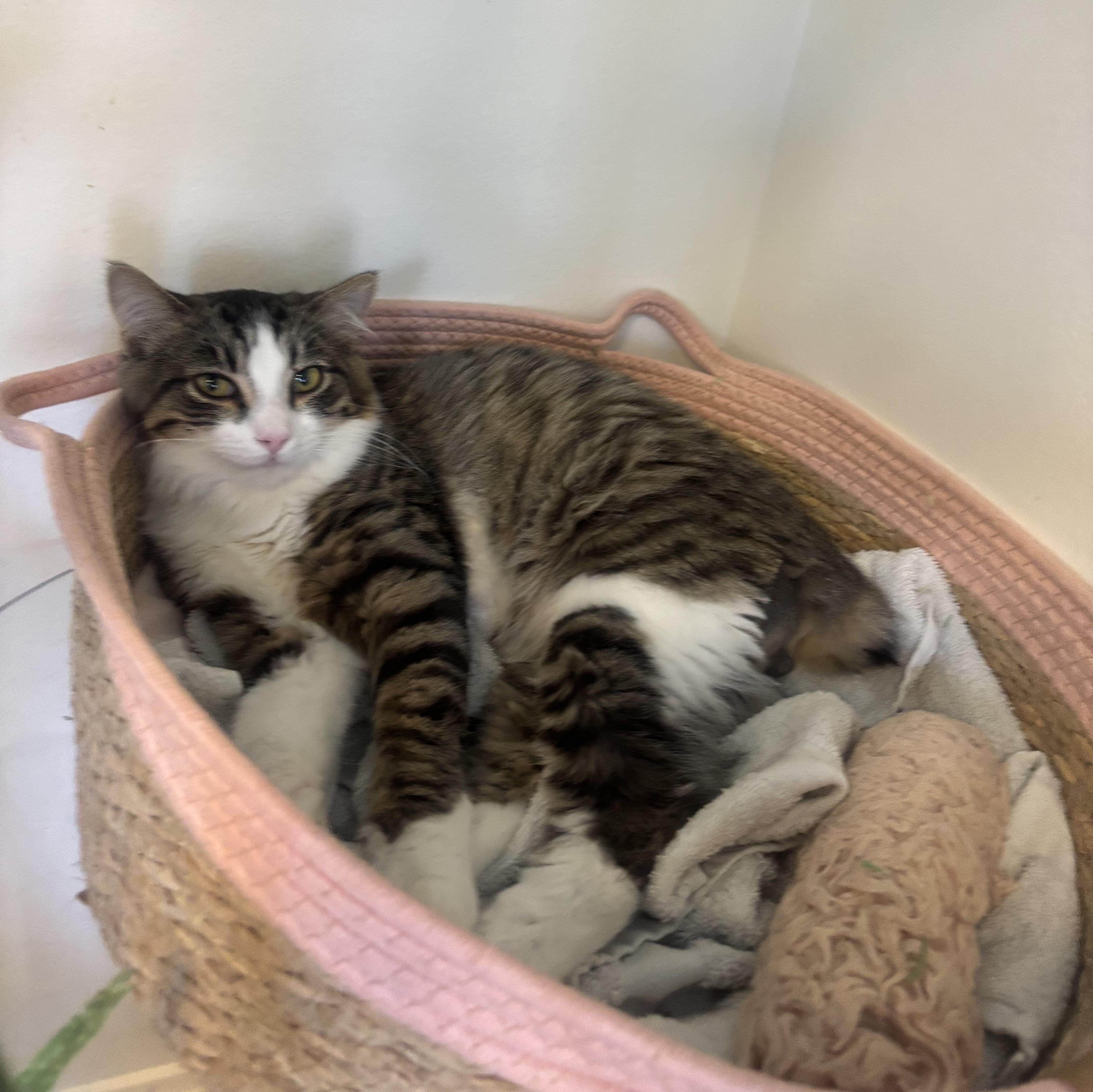 Sweet Pea thumbnail 5