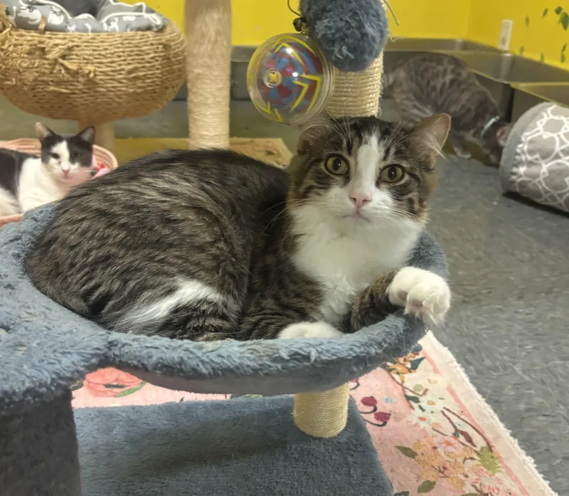 Sweet Pea thumbnail 6