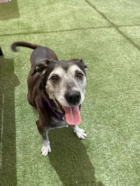 A senior large-sized female Labrador Retriever dog named Kiva for adoption in Oceanside, CA