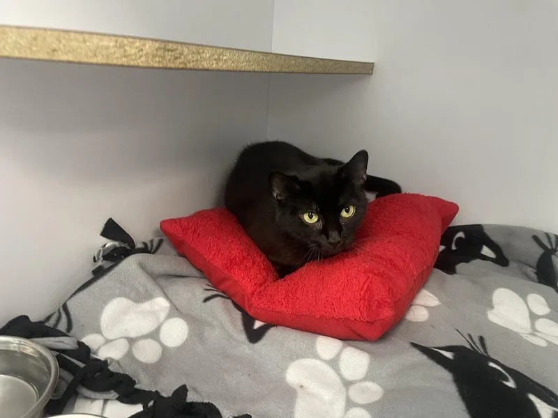 An adult medium-sized female Black Domestic Short Hair cat named Hattie for adoption in Trenton, ME