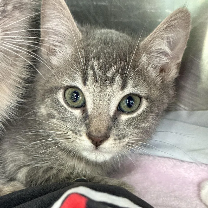 A baby small-sized male Gray / Blue / Silver Domestic Short Hair cat named Checkers for adoption in Matteson, IL